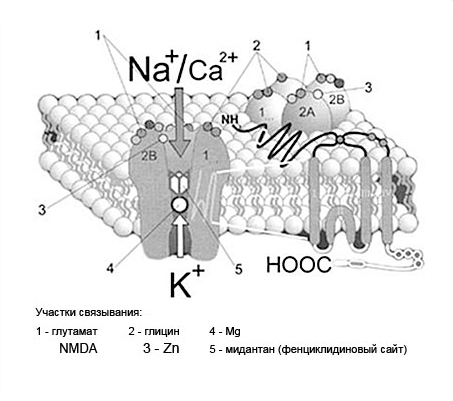 Структура NDMA-рецептора