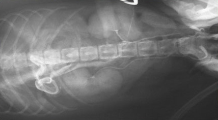 Приобретенный портосистемный шунт у собаки при циррозе печени