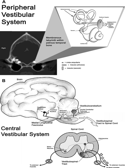 Схематическое изображение нейроанатомии
