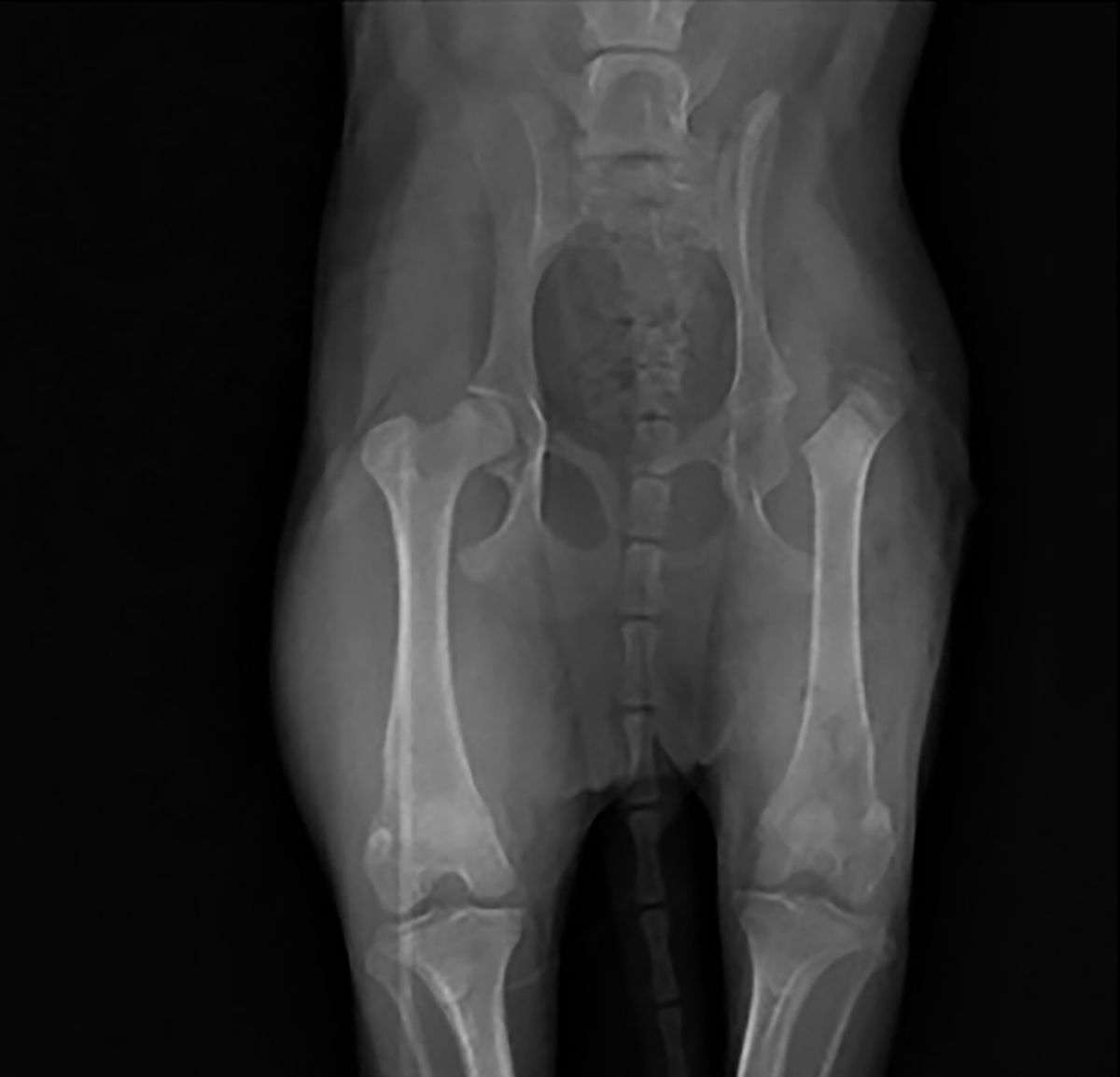 Рентгенограмма собаки сразу после резекции головки и шейки бедра