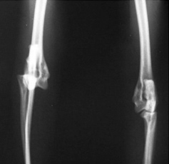 Латеральный вывих локтевого сустава у кошки до и после фиксации, которая проводилась при помощи нерассасывающейся нейлоновой нити и винтов 2,0 мм
