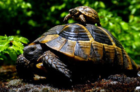 Средиземноморская (греческа, кавказска) черепаха (Testudo graeca)