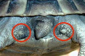 Средиземноморская (греческа, кавказска) черепаха (Testudo graeca)