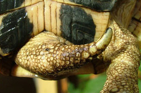 Балканская черепаха (Testudo hermanni)