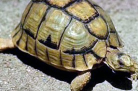 Египетская черепаха (Testudo kleimanni)