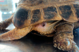 абсцесс бедра у среднеазиатской черепахи