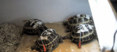 Среднеазиатские черепахи после эзофагостомии