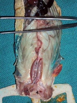 почки йеменского хамелеона, внутренние органы удалены, кости таза рассечены по лонному симфизу