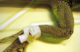 На фото показан внутривенный катетер, установленный в вену голени зеленой игуане