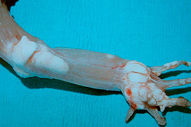 периартикулярная подагра локтевого, интеркарпального и суставов пальцев у эублефара