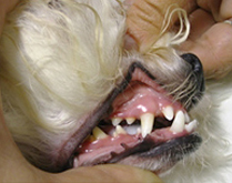Перекус (прогения) в результате сильно удлиненной нижней челюст у собаки породы бишон