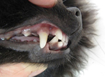 Вестипозиция (диспозиция коронки зуба в сторону преддверия ротовой полости) клыков у померанского шпица. На фоне этого произошло изменение положения крайних верхних резцов