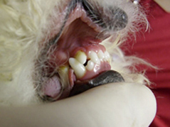 Хирургический метод исправления перекуса у собаки породы бишон.