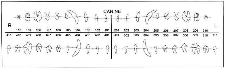 Триадная числовая схема зубов у собаки