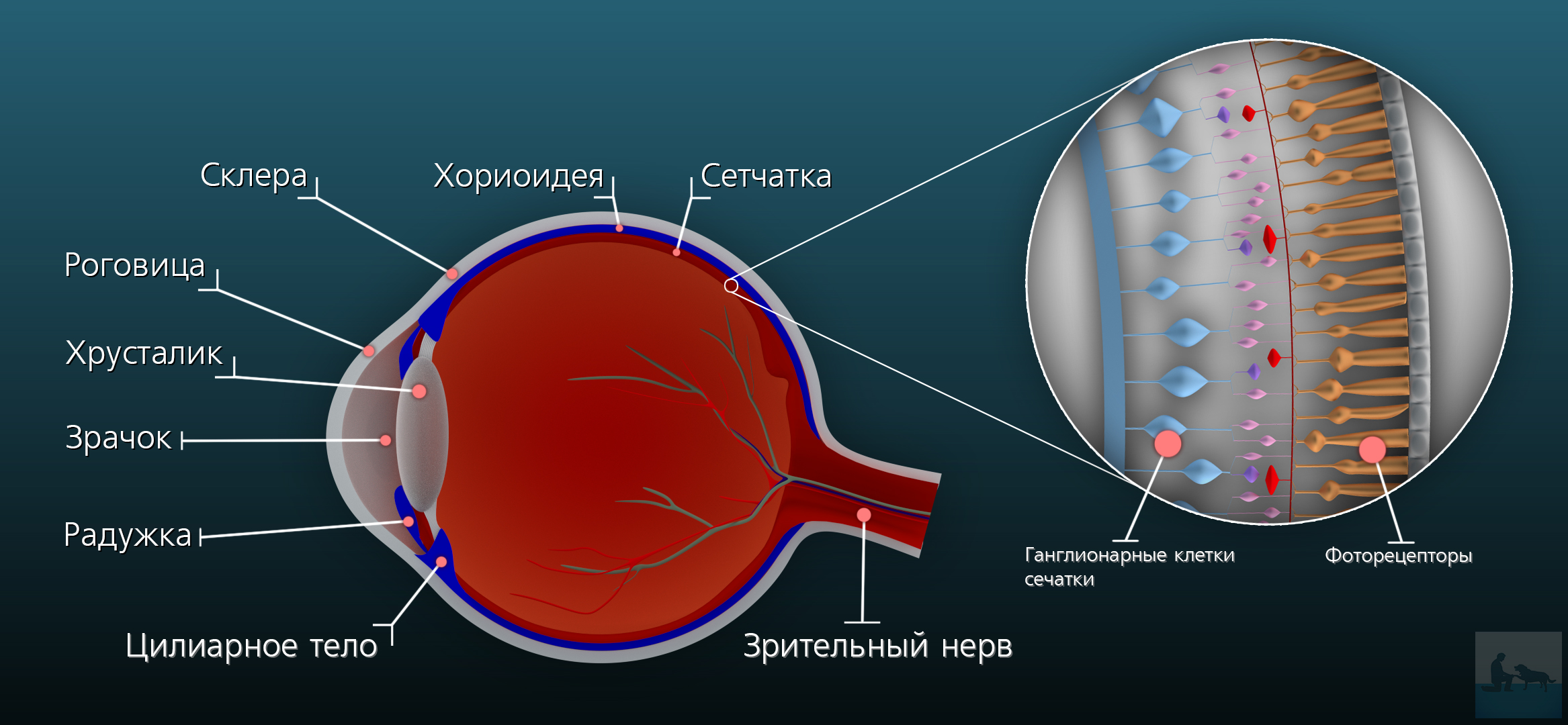 Изображение видимых предметов формируется на а роговице б радужке в сетчатке г хрусталике