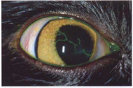 Пленка на глазах у кошки