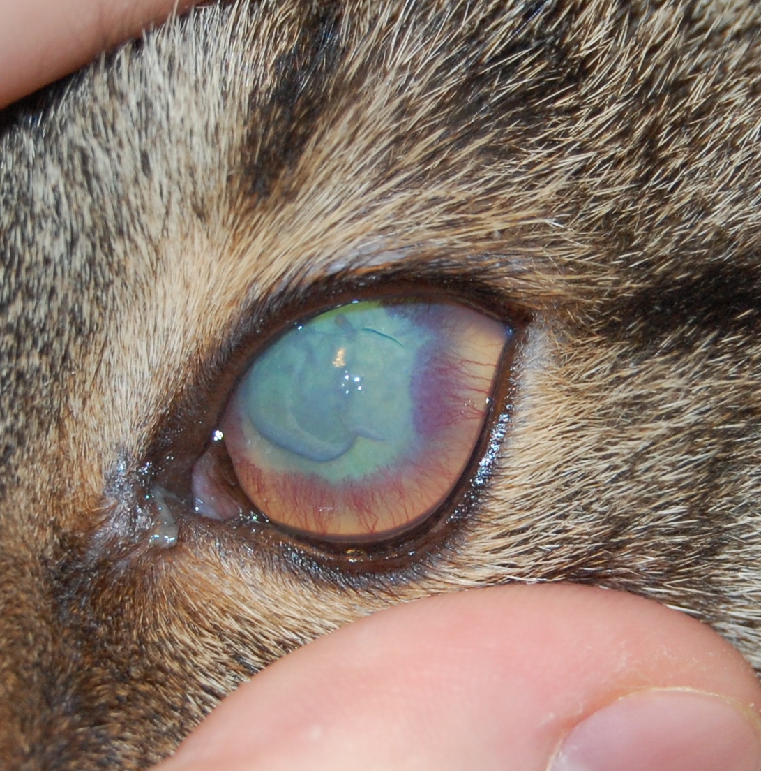 От чего у домашнего животного может покраснеть глаз