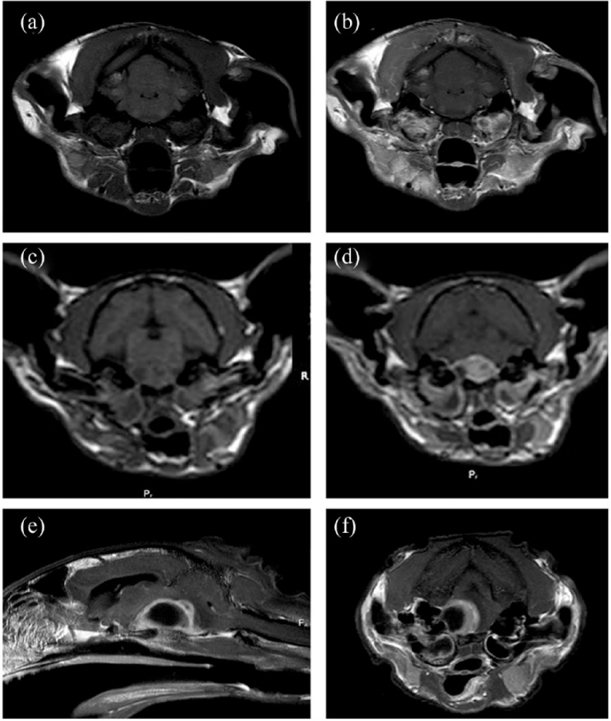 Результаты МРТ у кошек с внутричерепными осложнениями среднего/внутреннего 