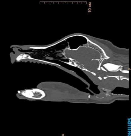Рис. 3 (а,б,в). Сагиттальное компьютерно-томографическое сканирование черепа собаки
